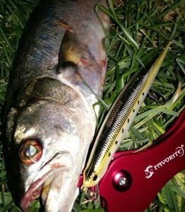 Tide Minnow Slim Flyer 140 LAA0555 Natural Barracuda Glow