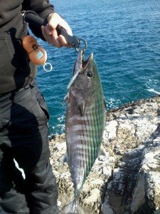 Press Bait 85  GOA0282 / Hotta Sardine