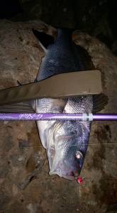 Daiichiseiko Wani Grip Mini MC 21cm. Dark Earth