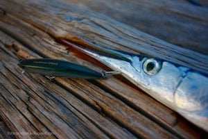 Tide Minnow 75 Sprint DHA0327 Red Mullet