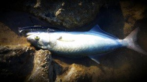 Tide Minnow Slim Flyer 175 GFA0051 / Sardine II