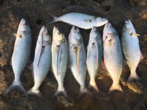 Tide Minnow Slim Flyer 175 GQA0113 / Double Pink Chart