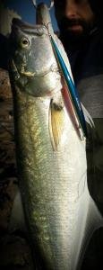 Tide Minnow Slim Flyer 200  ADA0150 / Dorado HD