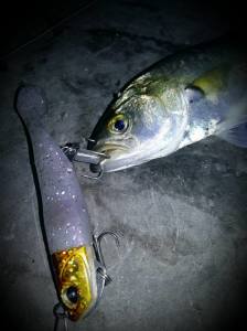 Beach Walker Haul Head 14 Gr.  AHA0279 / Tsuregisu GB