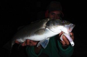 Beach Walker Haul Shad 4  S009 / Pearl White II
