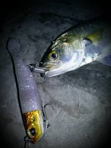 Beach Walker Haul Shad 4  S007 / Red Ghost