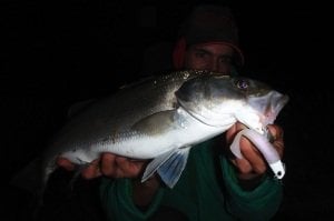 Beach Walker Haul Shad 4  S004 / Pink Glow