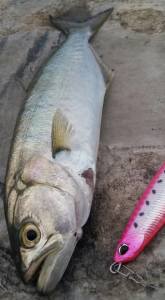 Press Bait Fusion 90  AFA0011 / Sardine