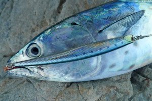 Press Bait Kamuy 110HW  AHA0044 / Ocean Blue Back