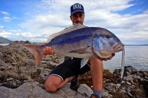 Press Bait Saira  AHA0812 / Barracuda ND