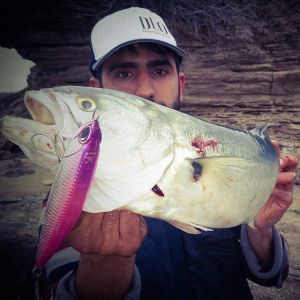 Rough Trail Aomasa 148F  ACC0807 / Sardine ND