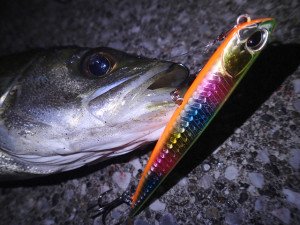 Duo Bay Ruf Manic Fish 99 GHA0327 / Red Mullet