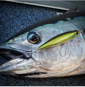 Rough Trail Aomasa 148S  GHA0183 / Vivid Sardine RB
