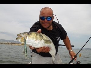 Bay Ruf Manic Fish 88  GHN0157 / Waka Mullet
