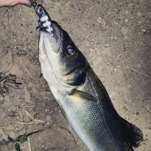 Tetra Works Toto Shad 48S  ACC3008 / Neo Pearl