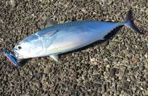 Drag Metal Cast Slim Jig 40Gr. PNA0489 Real Mackerel
