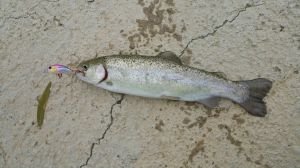 Tetra Works Kurakura  AQA0111 / White Glow