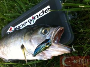 Tetra Works Pocopoco F  CCC3158 / Ghost Gill