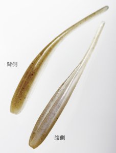 Keitech Shad Impact 4'' #412 Wakasagi