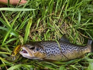 Spearhead Ryuki 50S  GSN4011 / Stream Shad