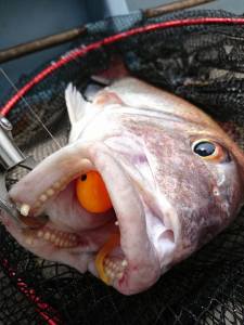 COH Kabura Slider Tai Rubber Jig 200gr. XGG