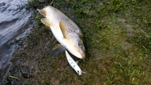 Spearhead Ryuki 70F MCC4036 / Rainbow Trout