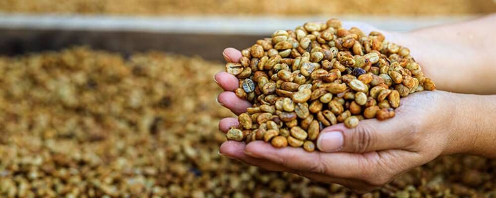 Kopi Luwak Kahvesi: Fiyatı, Etik Sorunlar ve Benzersiz Lezzeti