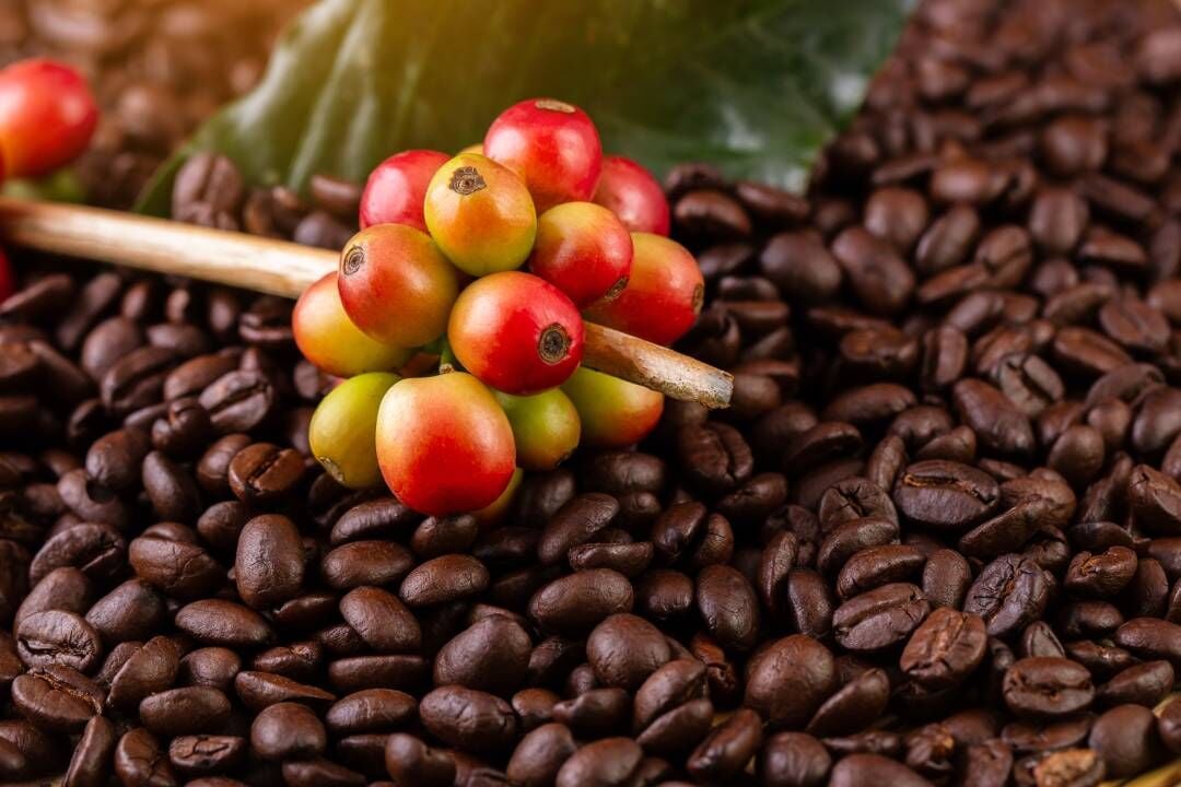 Arabica Kahve Nedir? Seçimi, Saklama ve Demleme Yöntemleri