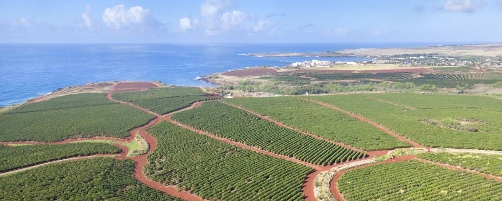 Hawaii Kahvesi: Tadıyla Dünyayı Fetheden Lezzet Sırları