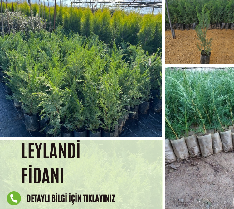 Leylandi Fidanı