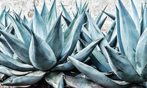 Agave Bitkisi Bakımı Nasıl Olur?