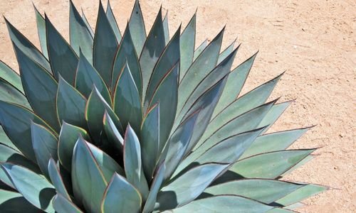 Agave Bitkisi Özellikleri