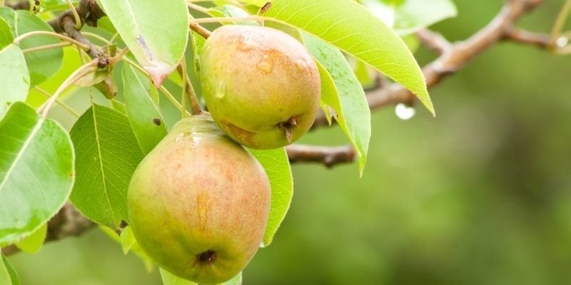 Tüplü Armut Fidanı Satışı