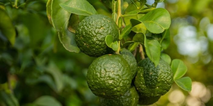 Bergamot Fidanı Satışı