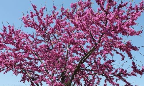 Erguvan Fidanı Nasıl Dikilir?