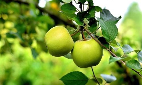 Tüplü Elma Fidanı Çeşitleri