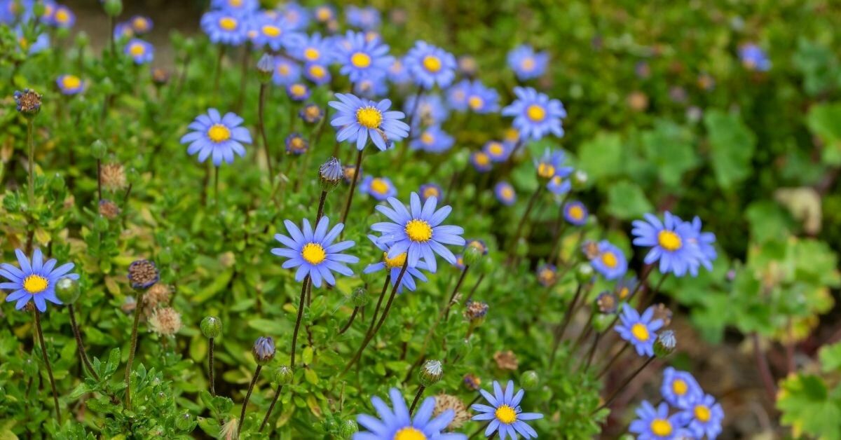 Mavi Papatya Çiçeği Bakımı