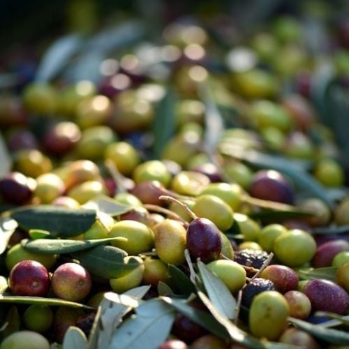 Gemlik Zeytin Fidanı Çeşitleri