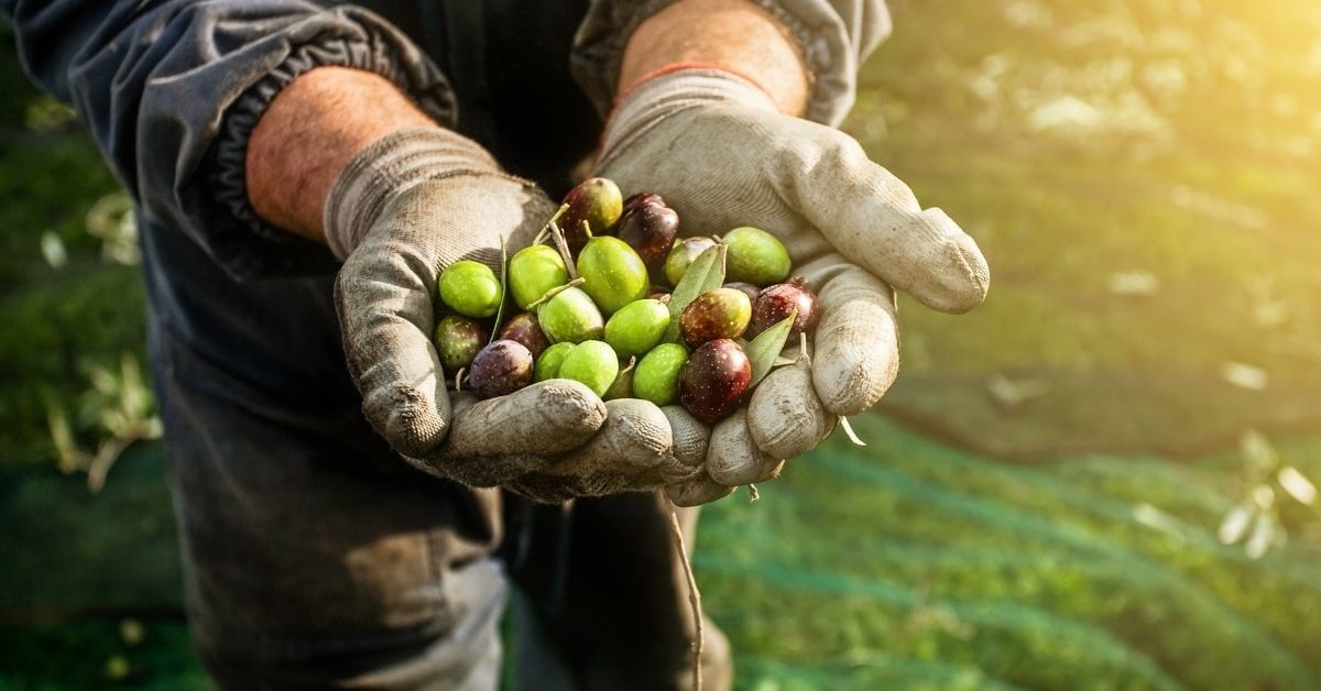 Gemlik Zeytin Fidanı Özellikleri