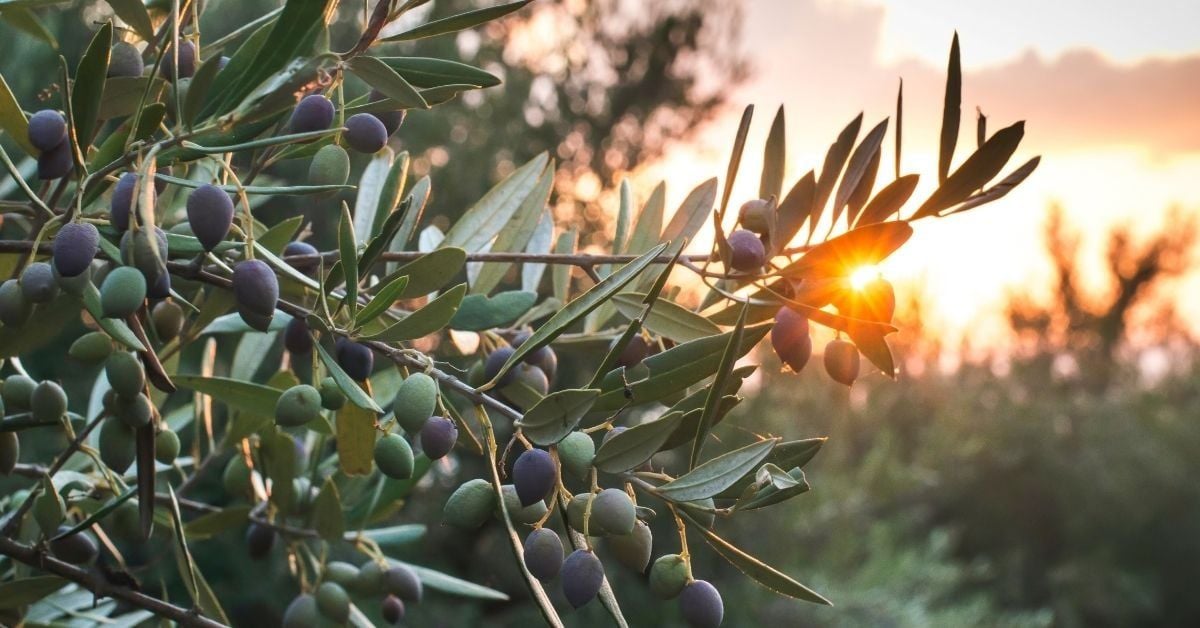 Gemlik Zeytin Fidanı Satışı