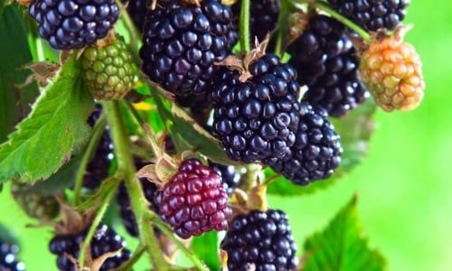 Brazos Böğürtlen Fidanı Çeşitleri