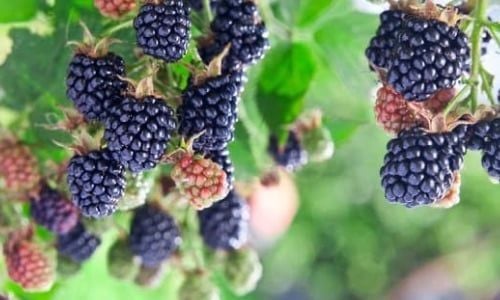 Brazos Böğürtlen Fidanı Satışı 