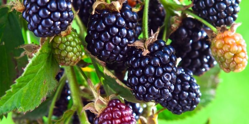 Tüplü Jumbo Böğürtlen Fidanı Bakımı