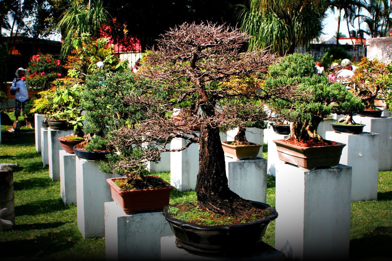 Bonsai Çiçeği Bakımı