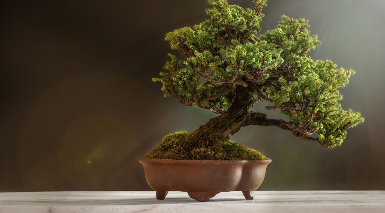 Bonsai Ağacı Bakımı