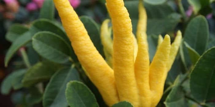 Budanın Eli Limon Fidanı Bakımı