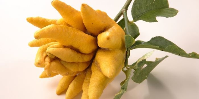 Budanın Eli Limon Fidanı Fiyatı