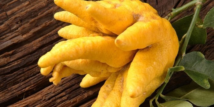 Budanın Eli Limon Fidanı Özellikleri