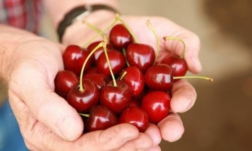 Dalbastı Kiraz Fidanı Özellikleri