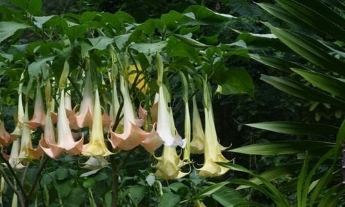 Datura Çiçeği Fiyatı